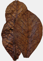 Frunze CATAPPA XL 10buc